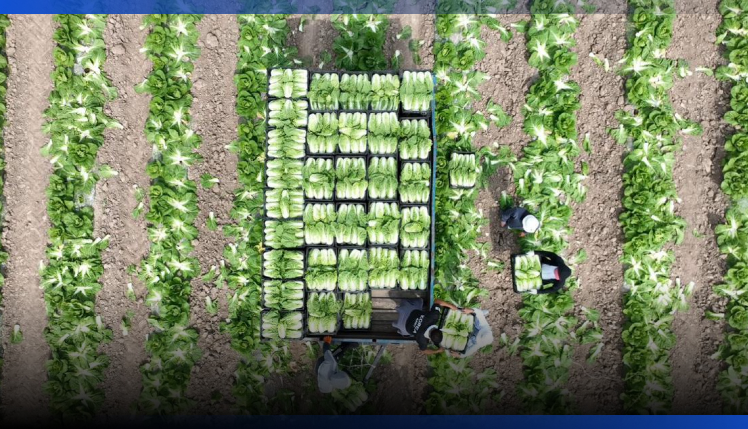 Image for Казахстан начал экспорт ранней капусты в Россию